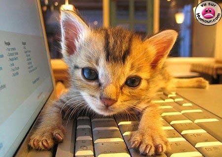 Se promener sur le clavier...